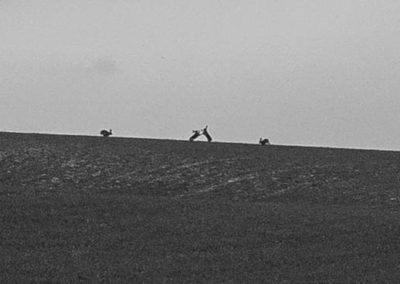 March Hares Rutland